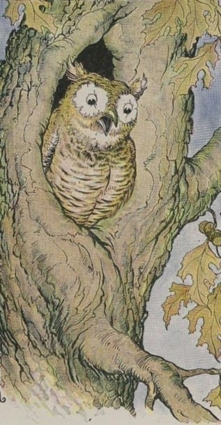 THE OWL AND THE GRASSHOPPER